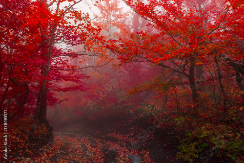 autumn forest 3