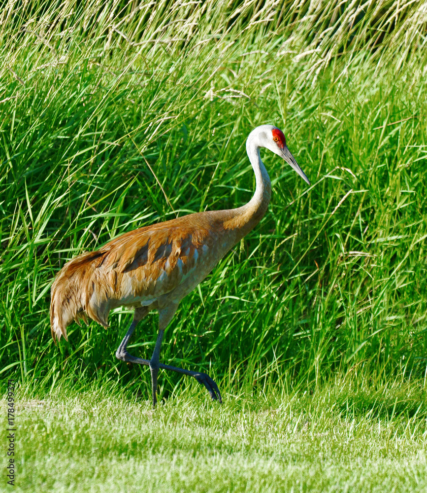 Baby Sandhill Crane learning to forage