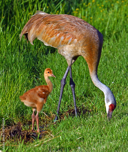 Photo Sandhill Cranes with hatchling