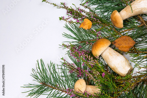 forest mushrooms on a white background photo