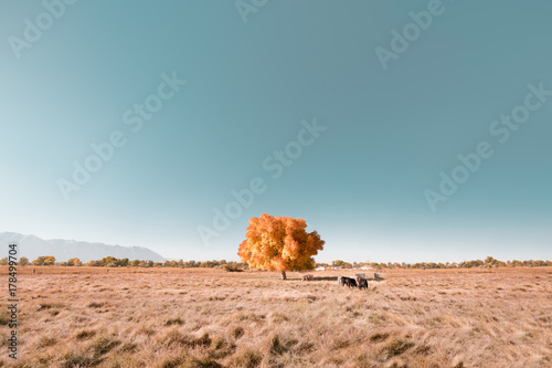 Autumn landscape with lone tree