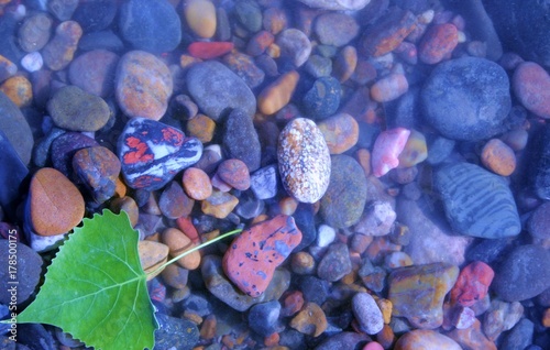 Floating leaf on the Yellowstone River photo