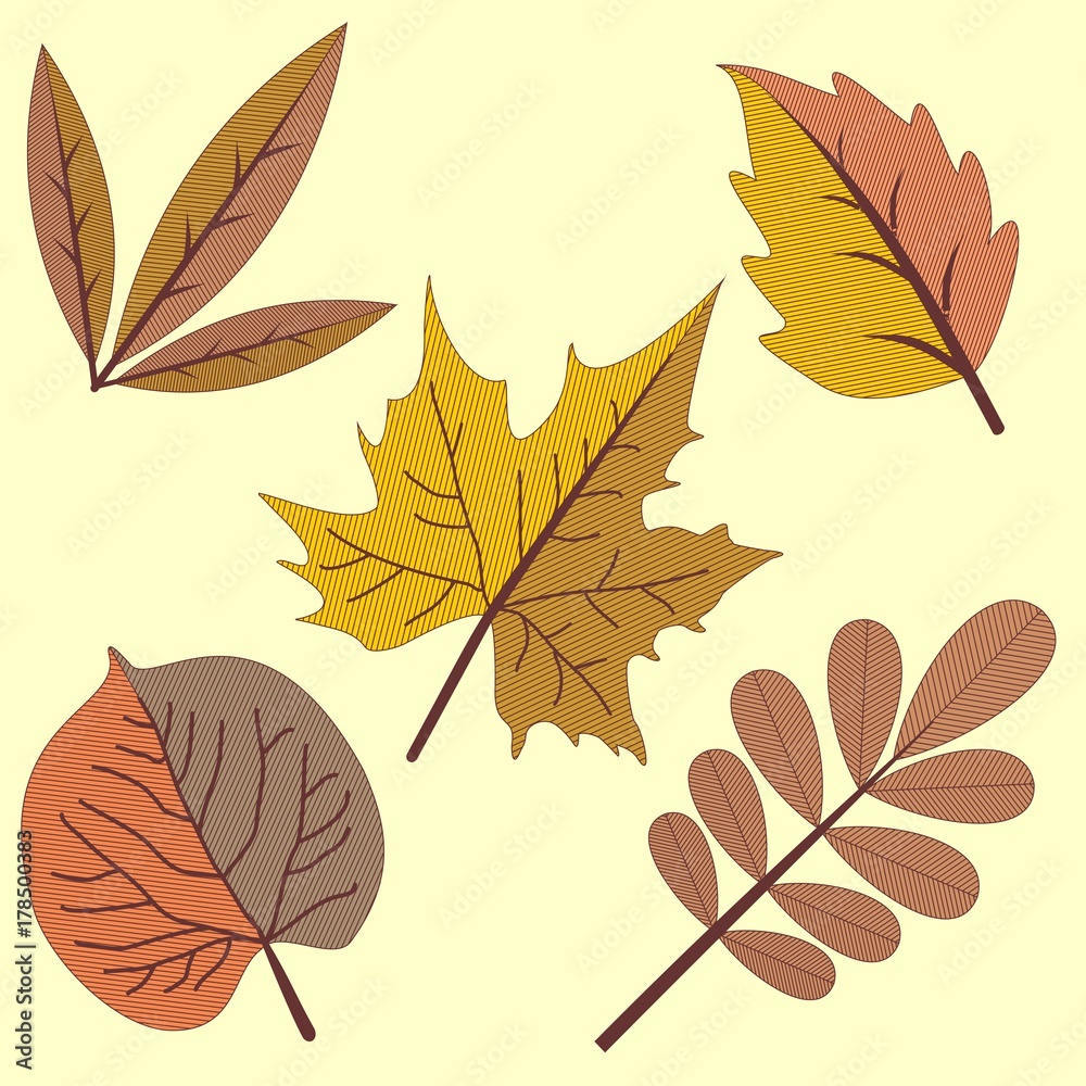 Fototapeta premium Autumn leaves on two color. Vector leaves Clip Art
