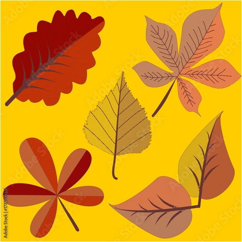 Autumn leaves on two color. Vector leaves Clip Art