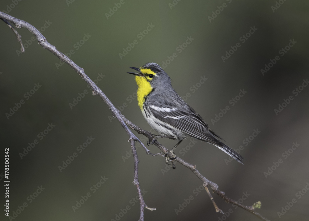 Grace's Warbler Grace's Warbler