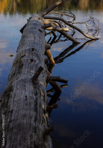 tree stumb in a lake photo