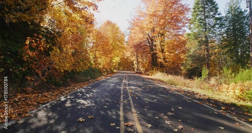 autumn road on a sunny day
