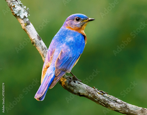 Male Eastern Bluebird in Evening Light