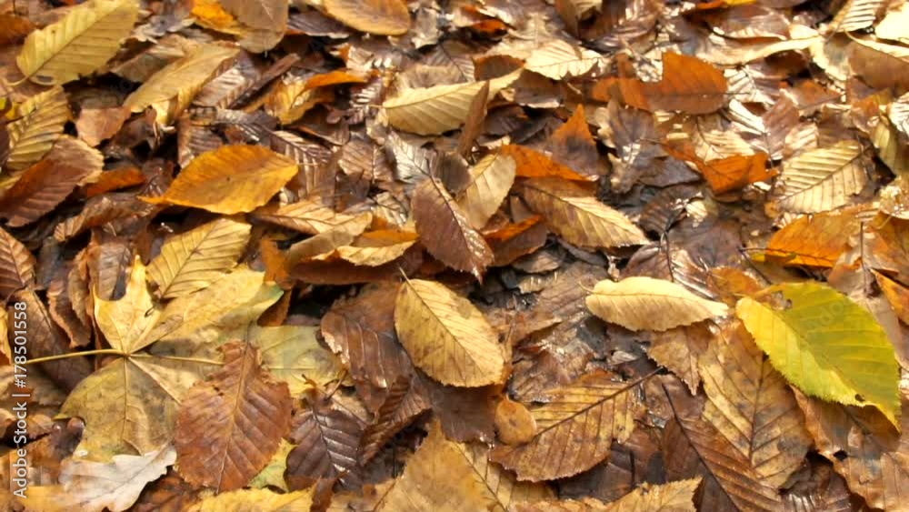 Carpet of fallen leaves covers the ground Carpet of fallen leaves covers the ground