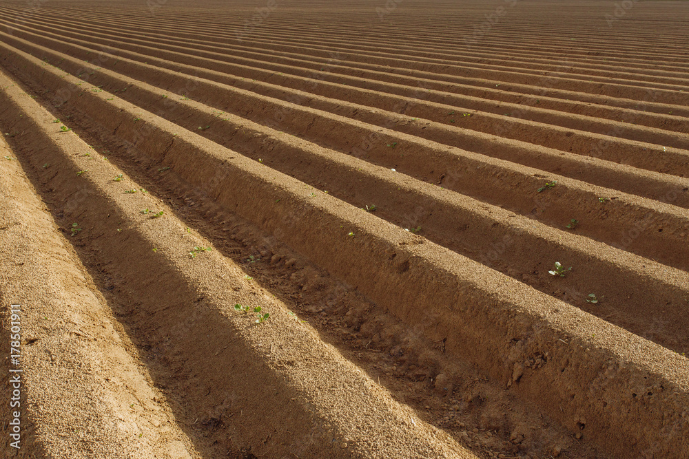 Plowed agricultural fields prepared for planting crops in Normandy, France. Countryside landscape, farmlands in spring. Environment friendly farming and industrial agriculture concept Plowed agricultural fields prepared for planting crops in Normandy, France. Countryside landscape, farmlands in spring. Environment friendly farming and industrial agriculture concept