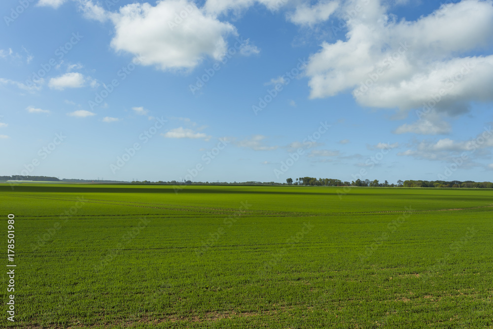 Green wheat field on a sunny day. Countryside landscape, agricultural fields, meadows and farmlands in spring. Environment friendly farming and industrial agriculture concept Green wheat field on a sunny day. Countryside landscape, agricultural fields, meadows and farmlands in spring. Environment friendly farming and industrial agriculture concept