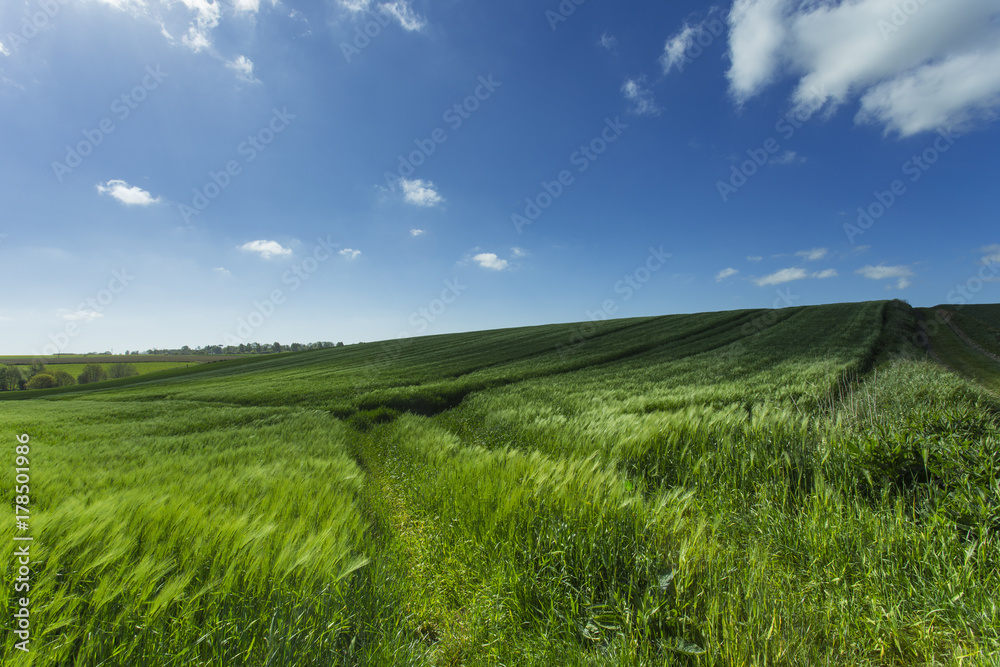 Green wheat field on a sunny day. Countryside landscape, agricultural fields, meadows and farmlands in spring. Environment friendly farming and industrial agriculture concept