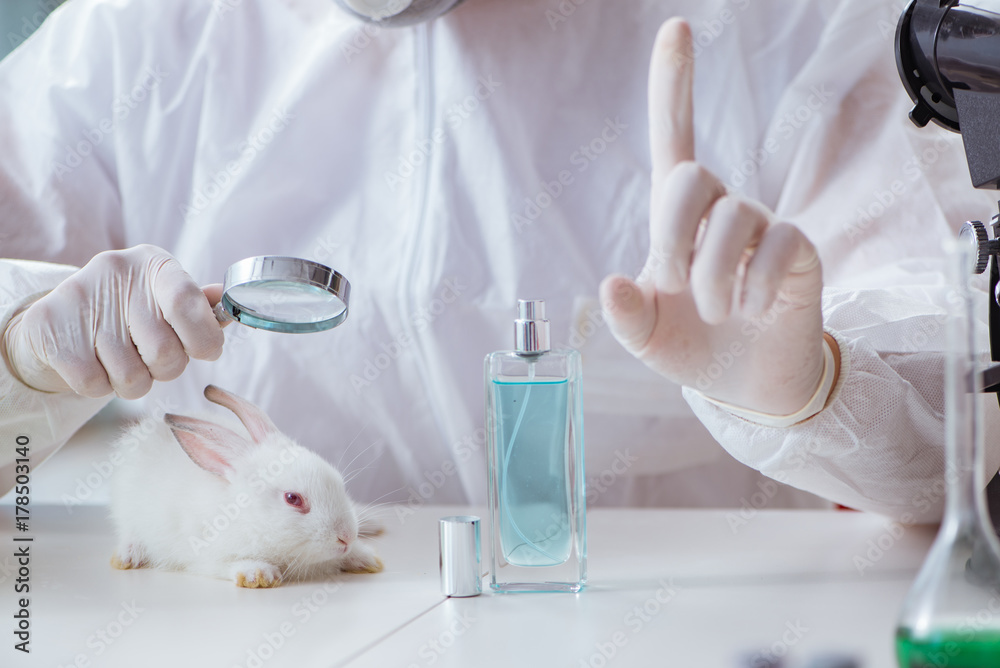 White rabbit in scientific lab experiment White rabbit in scientific lab experiment