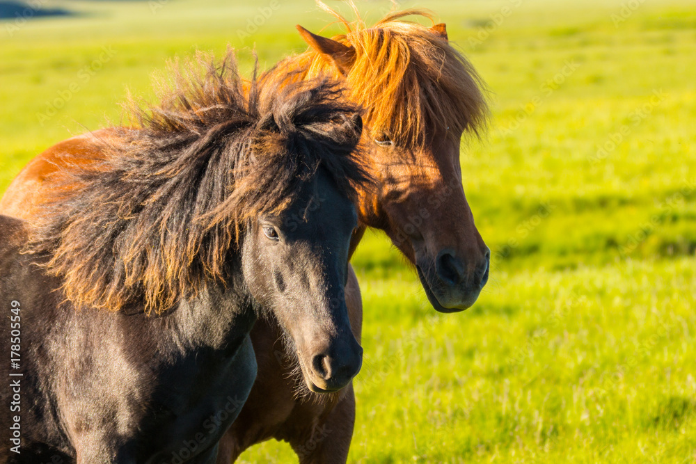 Fototapeta premium two icelandic horses close up