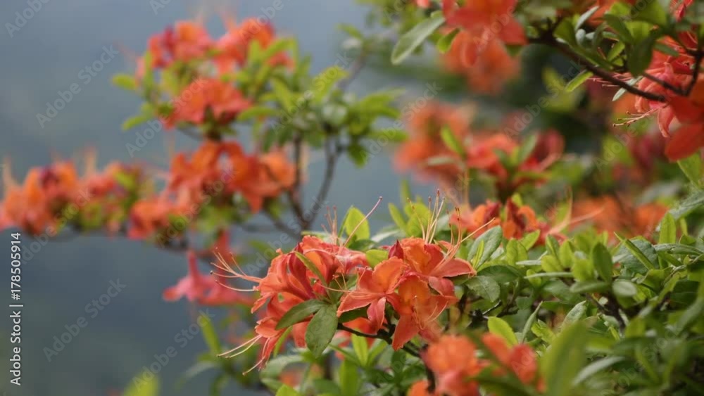 Flame Azalea Blooms Blow in the Wind During Summer Flame Azalea Blooms Blow in the Wind During Summer