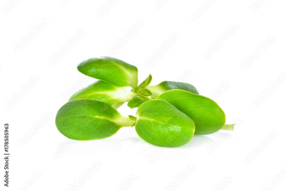 Sunflower sprouts on white background