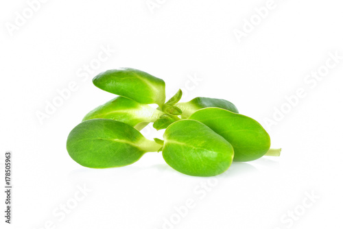 Wallpaper Mural Sunflower sprouts on white background Torontodigital.ca