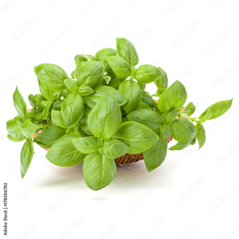 Sweet basil herb leaves bunch in wicker basket isolated on white background cutout Sweet basil herb leaves bunch in wicker basket isolated on white background cutout