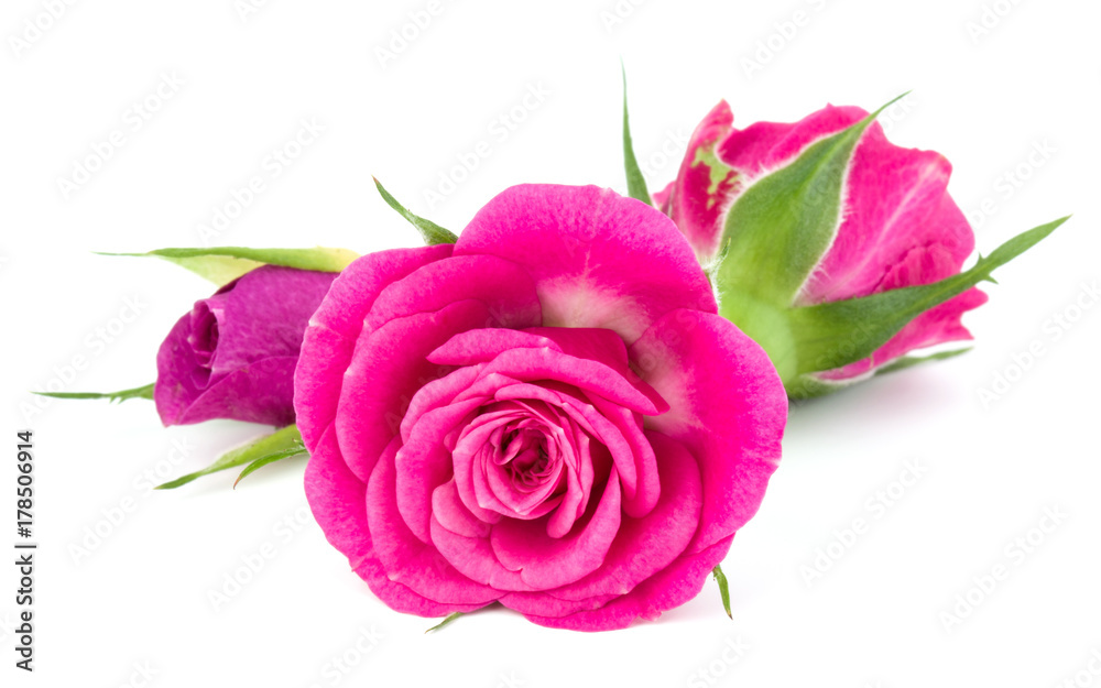 pink rose flower bouquet isolated on white background cutout pink rose flower bouquet isolated on white background cutout