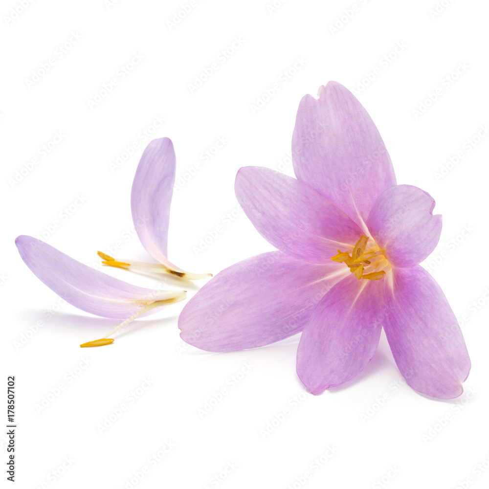 lilac crocus flowers isolated on white background