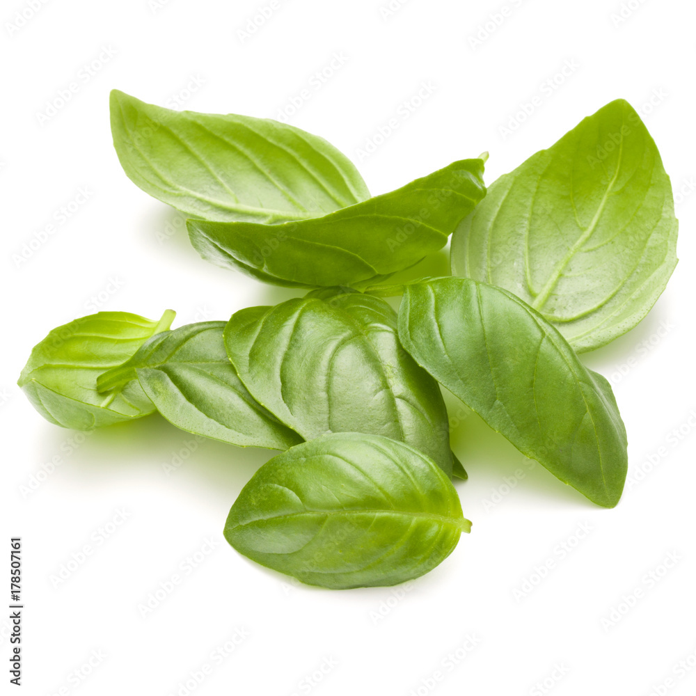 Fototapeta premium Sweet basil herb leaves handful isolated on white background closeup