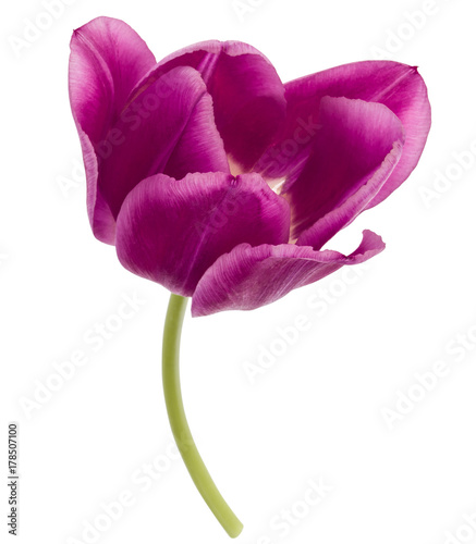 One lilac tulip flower isolated on white background cutout #178507100