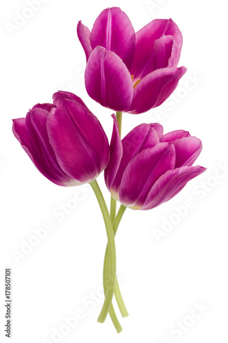 Three lilac tulip flowers isolated on white background cutout © Natika