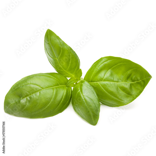 Słodkiego basilu zielarscy liście odizolowywający na białym tła zbliżeniu
