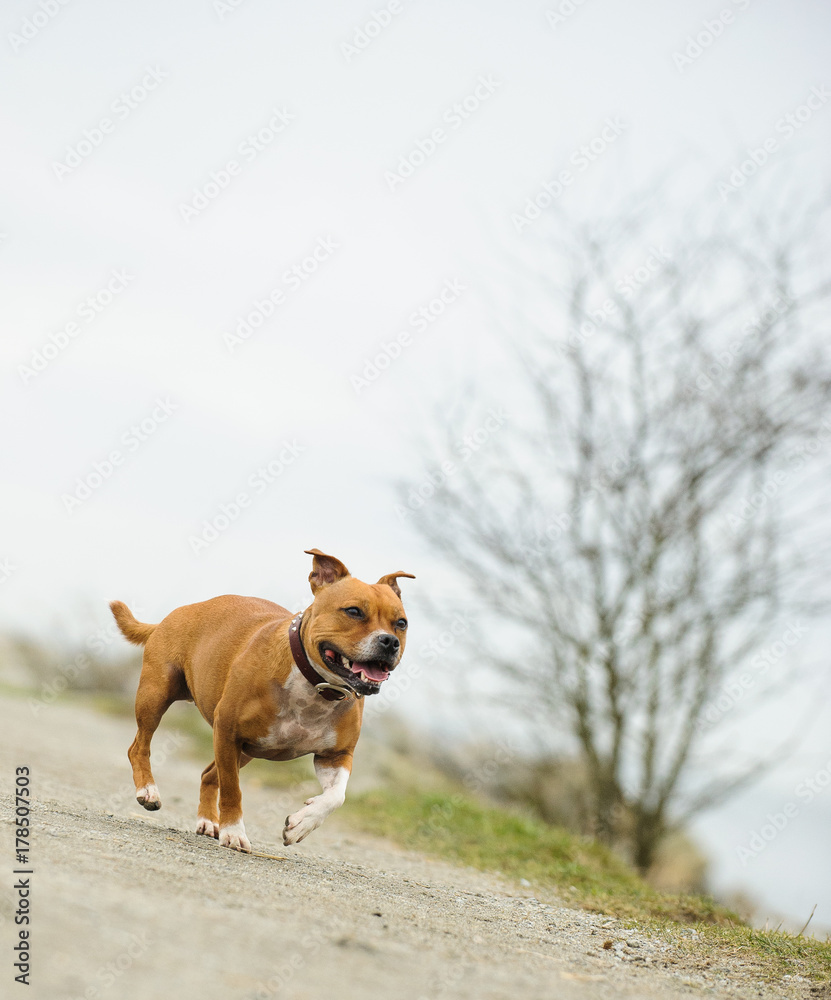 Obraz premium Staffordshire Bull Terrier dog outdoor portrait running along path