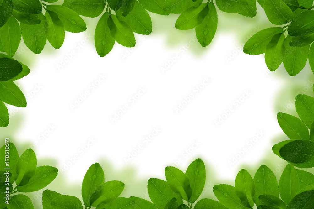 Fresh Green leaf frame with water drops isolated on white background. Fresh Green leaf frame with water drops isolated on white background.
