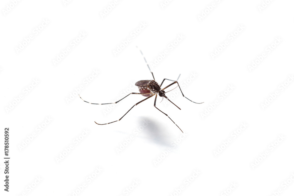 Macro of mosquito sucking blood isolated on white background,Mosquito dangerous is carrier of malaria, encephalitis dengue and zika virus Macro of mosquito sucking blood isolated on white background,Mosquito dangerous is carrier of malaria, encephalitis dengue and zika virus