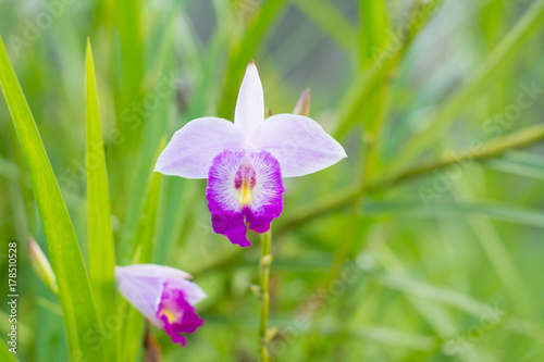Arundina graminifolia, is a species of orchid and the sole accepted species of the genus Arundina. photo