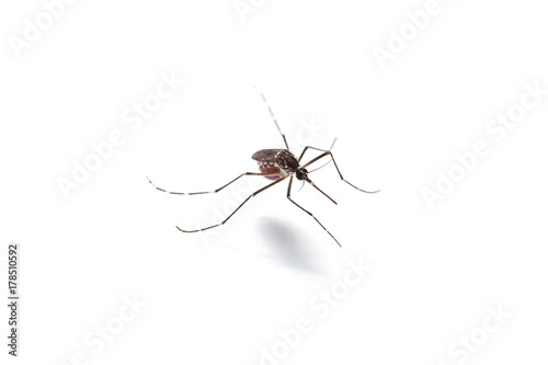 Macro of mosquito sucking blood isolated on white background,Mosquito dangerous is carrier of malaria, encephalitis dengue and zika virus