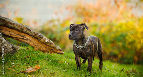Принти на полотні Staffordshire Bull Terrier puppy dog standing on grass hill