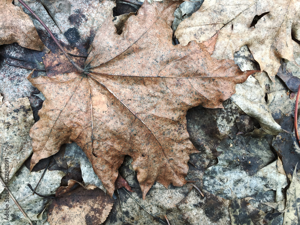 dry fallen leaves on the ground. natural autumn background. dry fallen leaves on the ground. natural autumn background.