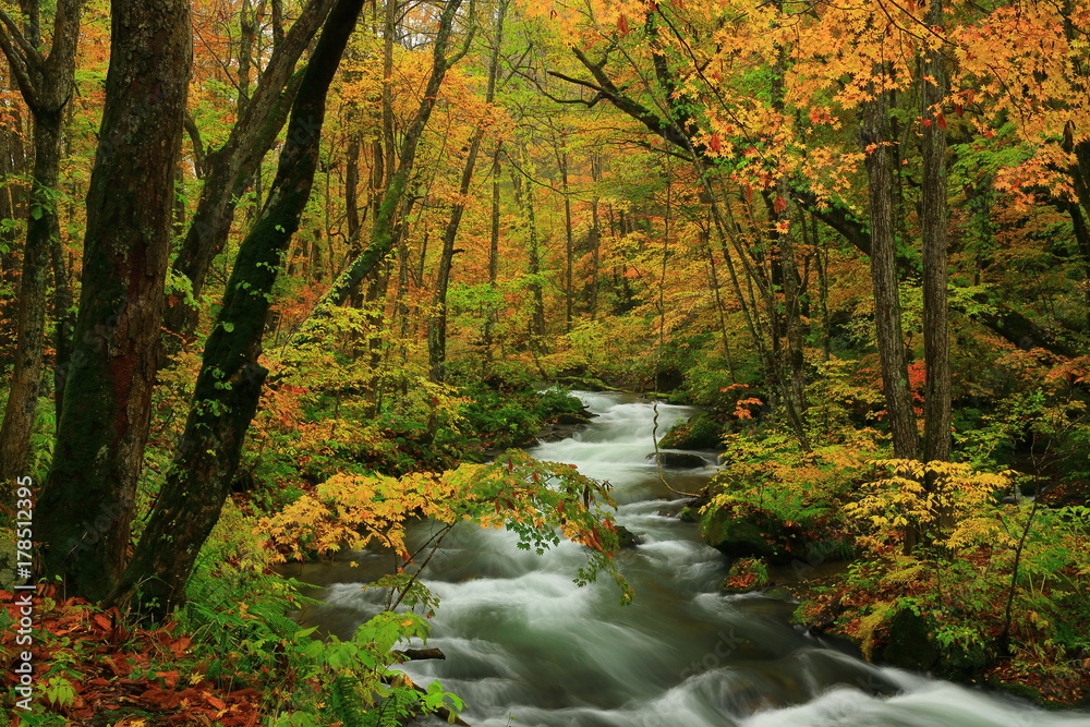 紅葉の奥入瀬渓流