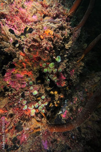 Colorful vertical wall covered with jewel anemones Corynactis australis and other colorful encrusting invertebrates. photo