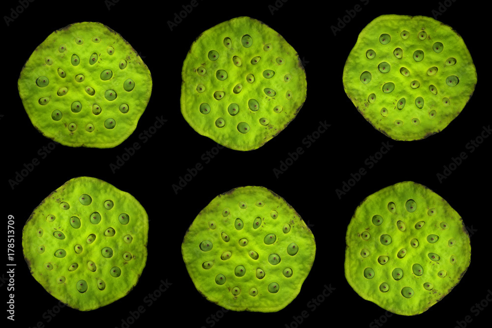 Collage of lotus fruits on a black background Collage of lotus fruits on a black background