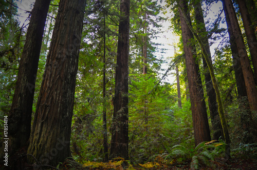 Redwoods