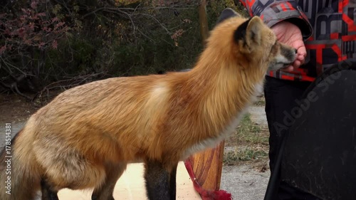 A domesticated fox plays with a woman and eats dainties
 photo