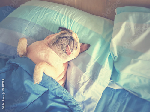 Śliczny mops pies śpi w łóżku, owinąć kocem i językiem wystającym w leniwym czasie