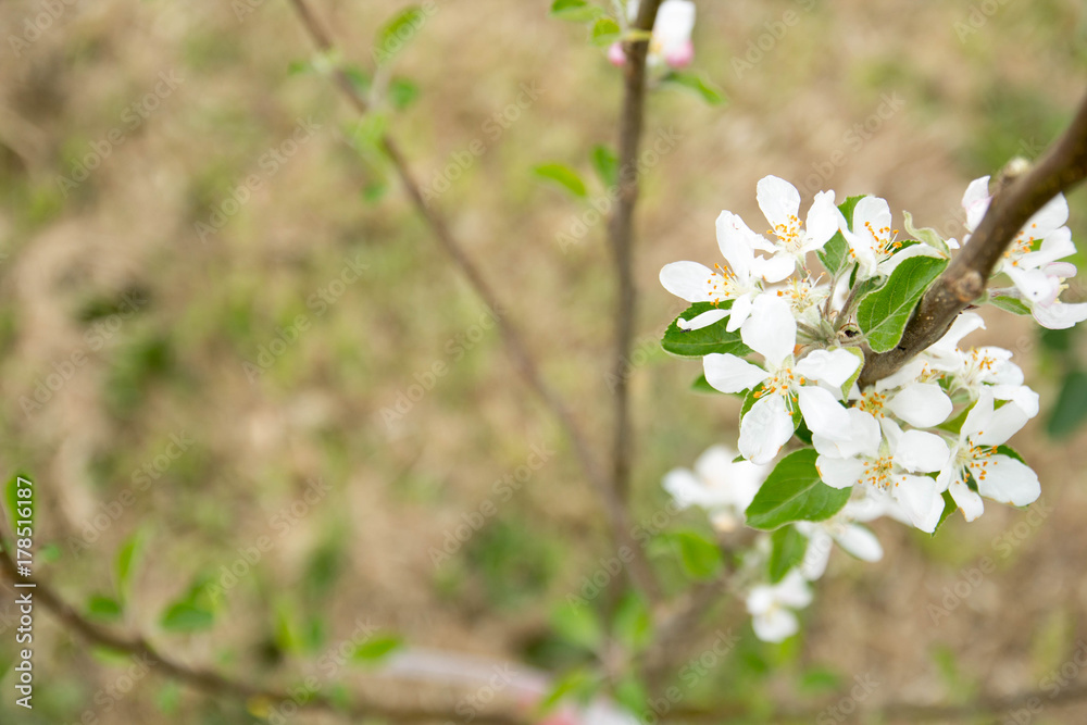 Fototapeta premium Fruit Tree with Blossoms and Blurred Background