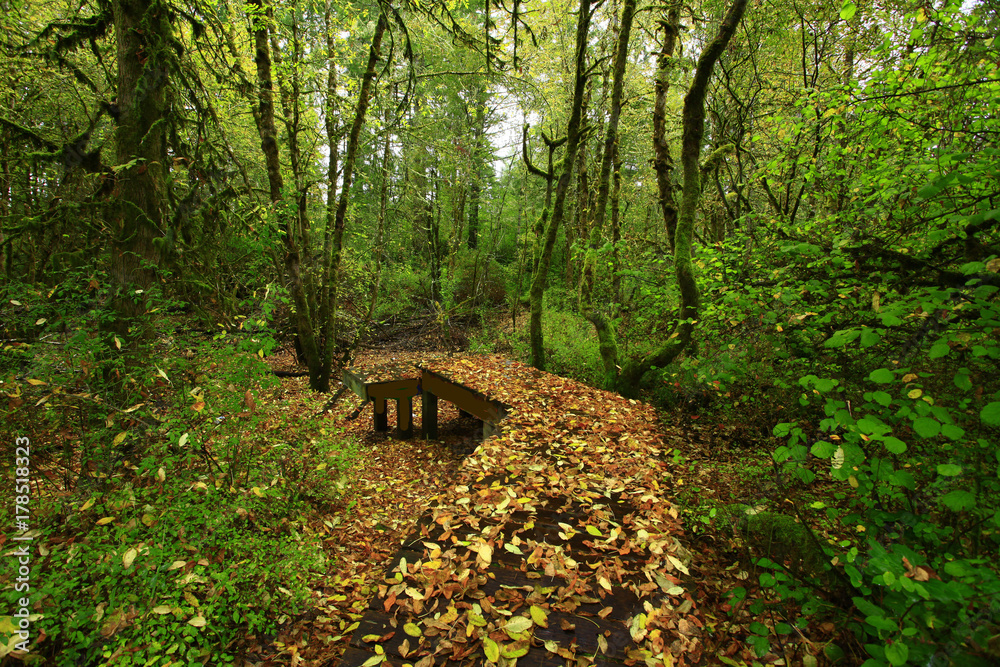a picture of an Pacific Northwest forest trail a picture of an Pacific Northwest forest trail
