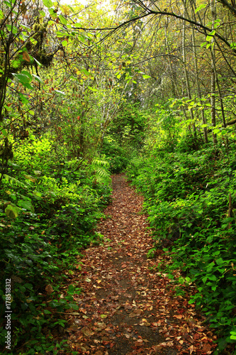 a picture of an Pacific Northwest forest trail