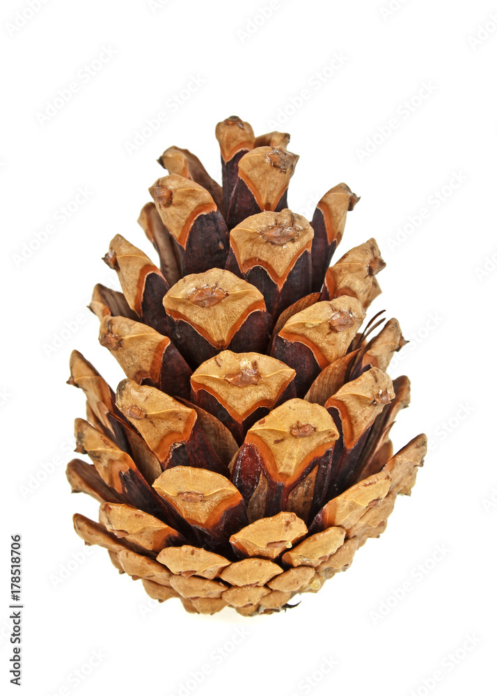 Fototapeta premium Beautiful pine cone isolated on white background