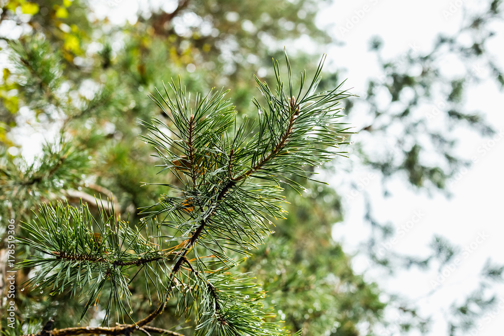 Green pine branch with dew drops Green pine branch with dew drops