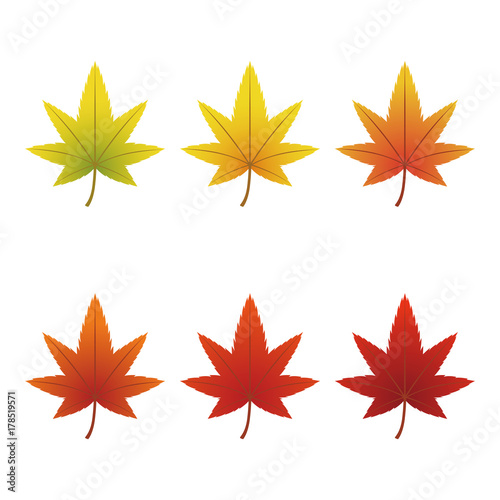 紅葉　葉