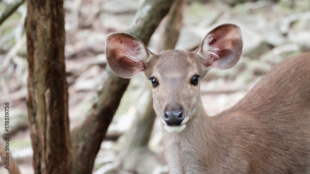 close up head of deer close up head of deer