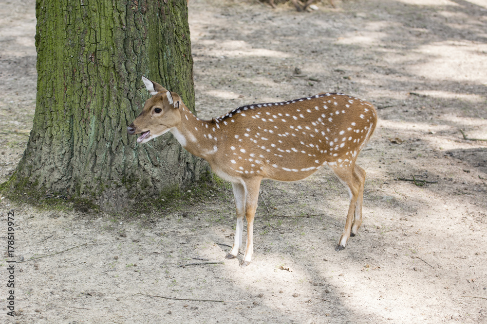 Axis Indian - Chital female calling. Axis Indian - Chital female calling.