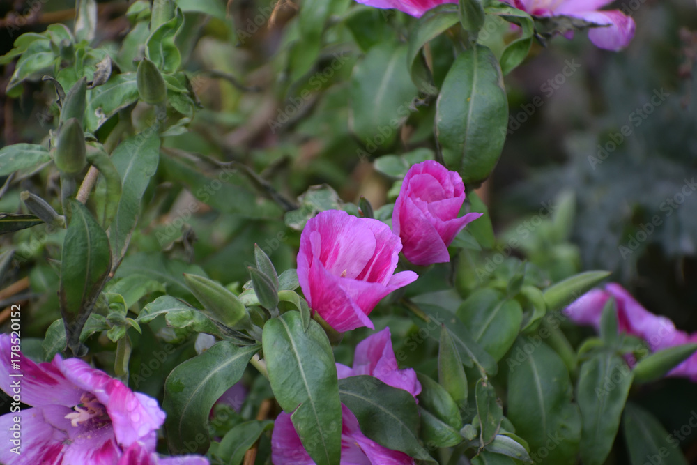 Fototapeta premium Pink flowers